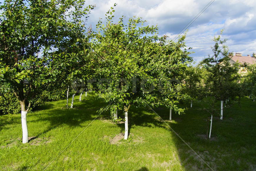 Fruit garden near private homes