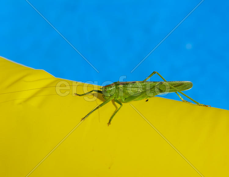 Green locust on the edge of the children's pool.