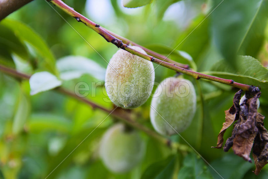 Fruit garden near private homes.Apricot