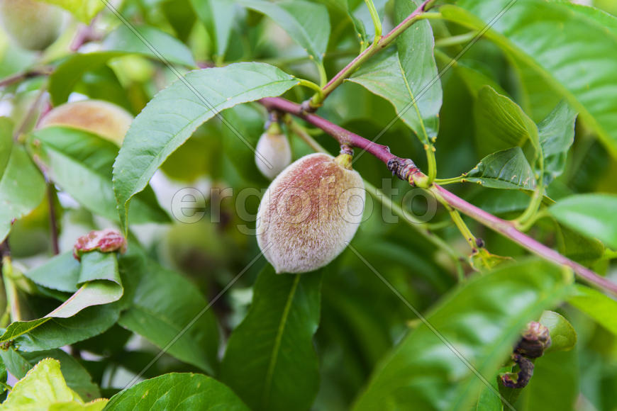 Fruit garden near private homes.Apricot
