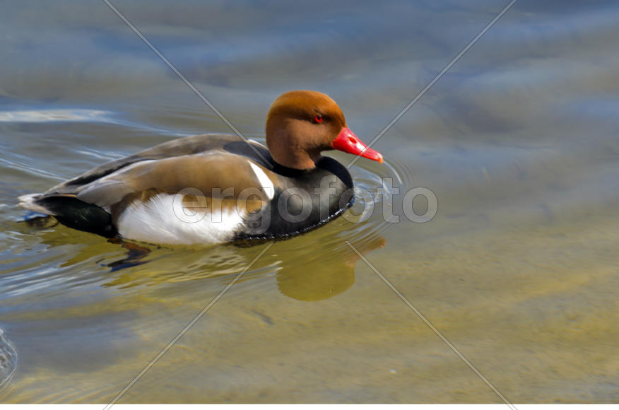Duck. Various color of plumage. Birds medium and small size with a relatively short neck