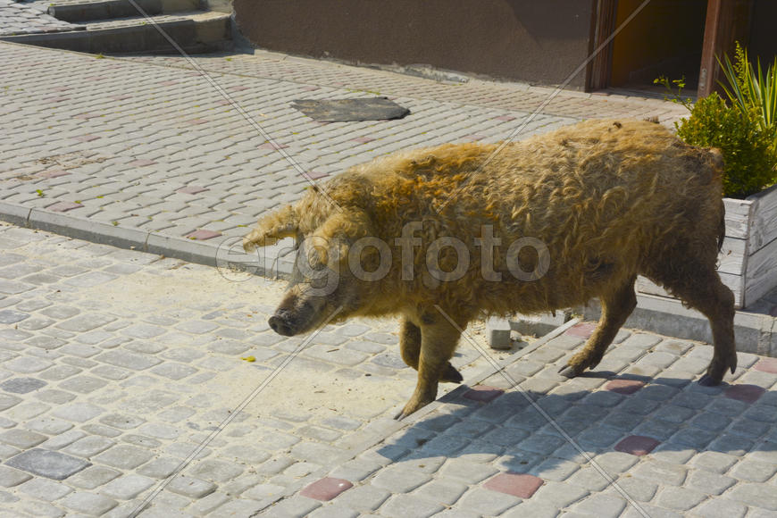 Домашняя свинья обросшая шерстью 
