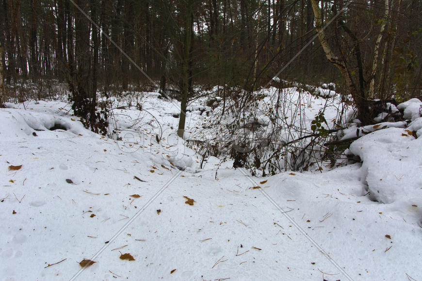 Кусты и пни, покрытые снегом в зимнем лесу