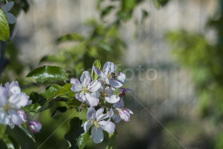 Bee pollinating flowers of apple trees in the home garden