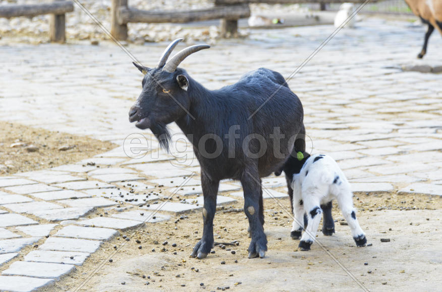 The goat at the zoo. Favorite pamper children and villagers