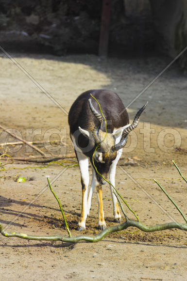 Horned antelope in a zoo. Herbivore with a beautifully curled horns. Most running speed and jumping