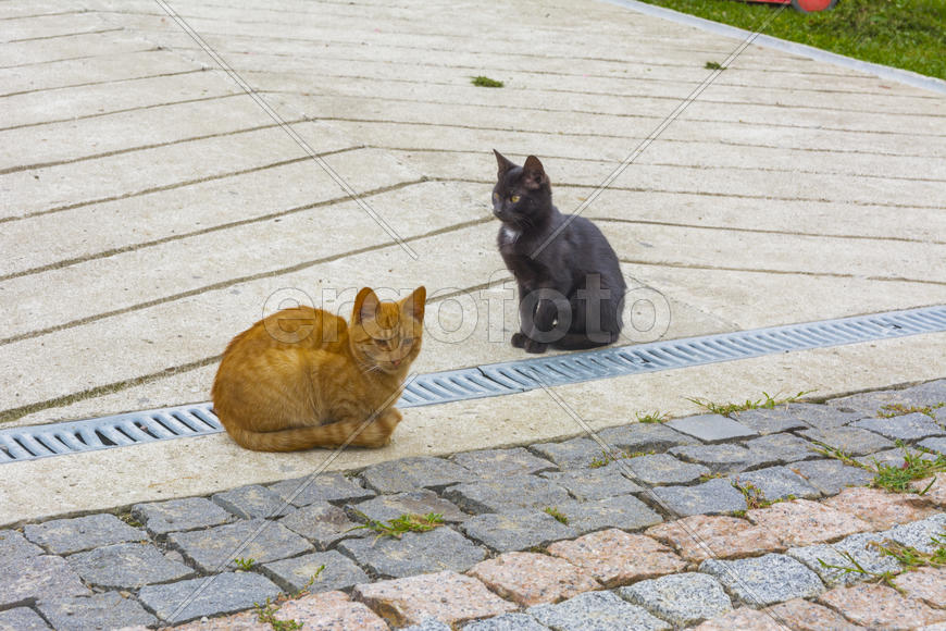 Разноцветные домашние кошки 