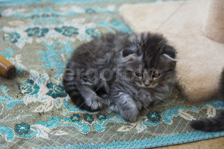 Kittens born in a private home. Beautiful color and good pedigree.