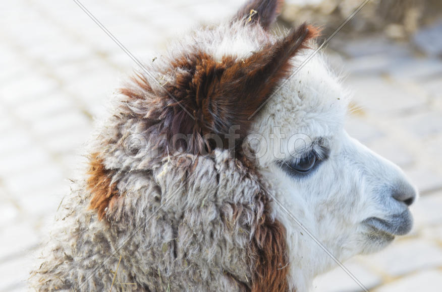 Lama in a zoo. Fluffy herd animal. Fluffy white-brown fur