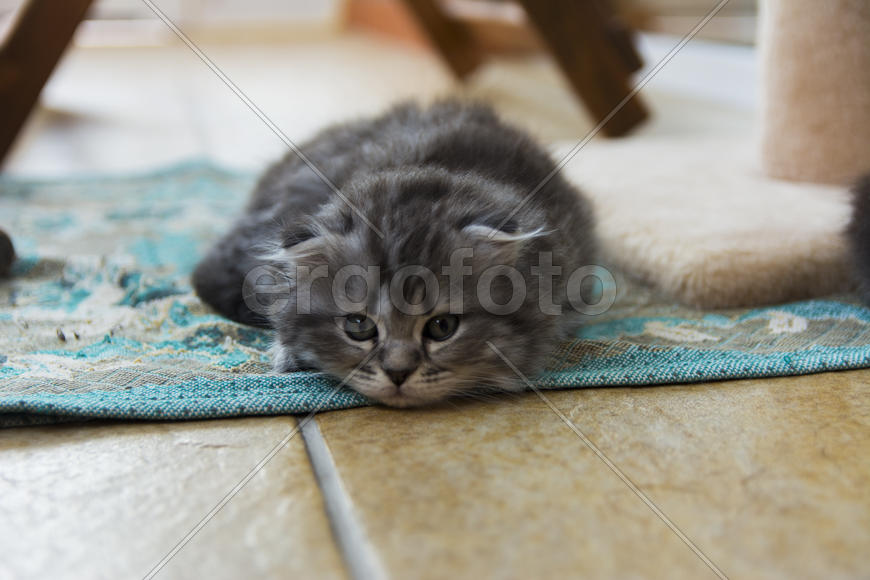 Kittens born in a private home. Beautiful color and good pedigree.