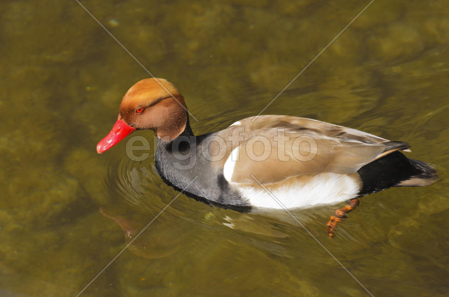 Duck. Various color of plumage. Birds medium and small size with a relatively short neck