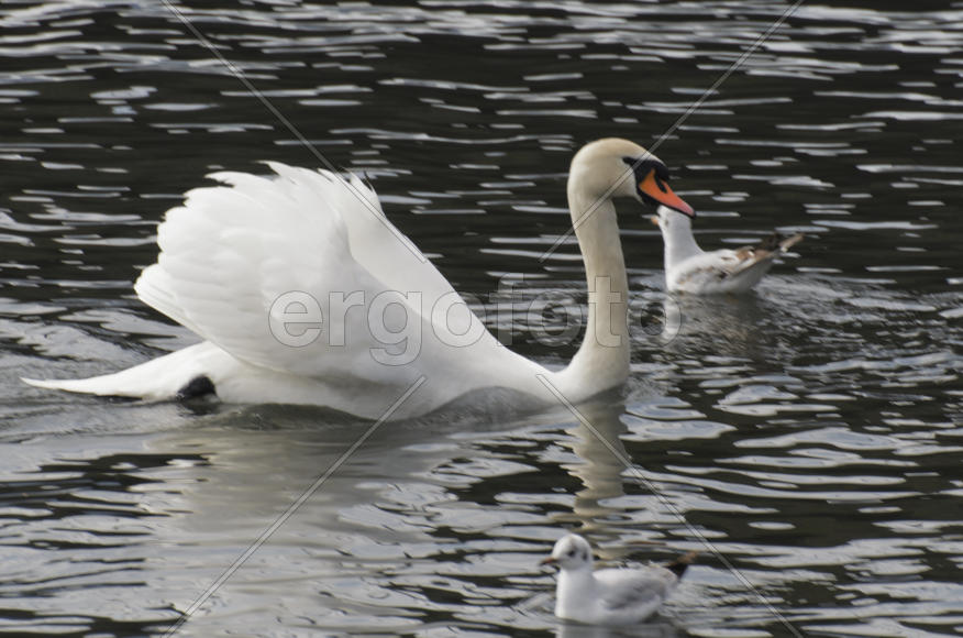 White swan on the water. Most large water bird with a long neck and a well-developed