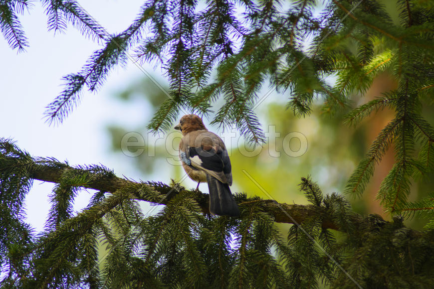 Jay sitting on a tree branch. Birds in the wild.