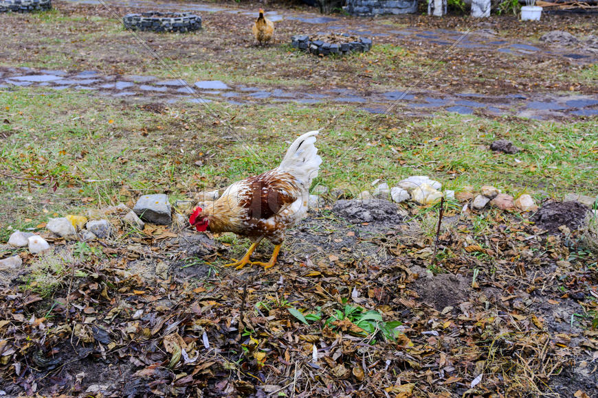 Куры пасутся на территории частного сектора 