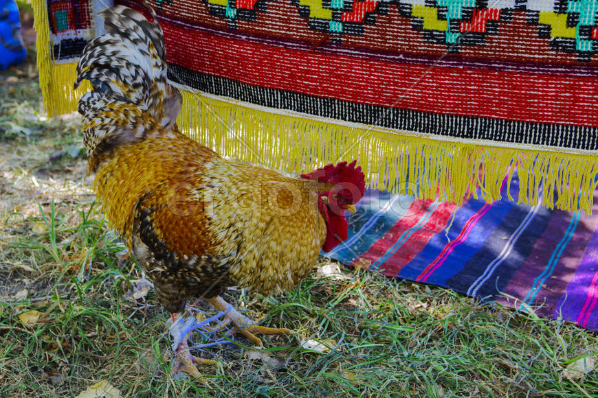 Rooster with a red comb and colorful plumage