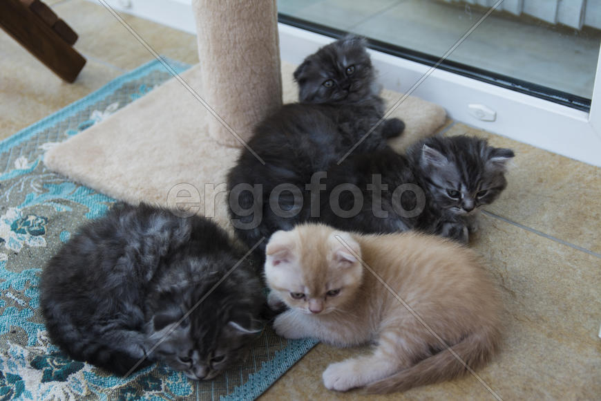 Kittens born in a private home. Beautiful color and good pedigree.
