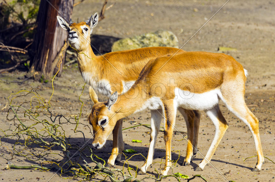 Horned antelope in a zoo. Herbivore with a beautifully curled horns. Most running speed and jumping