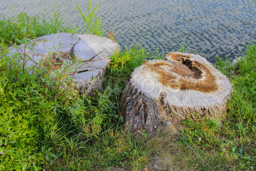Cut the tree on the shore of a lake