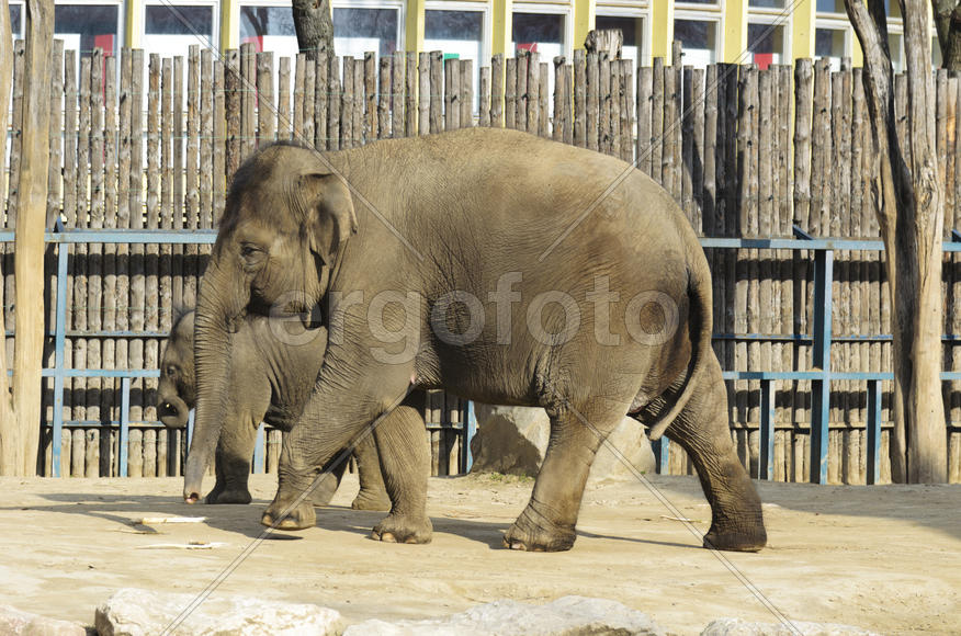 The elephant in the zoo. Big, big, strong animal. Safari object. Huge tusks