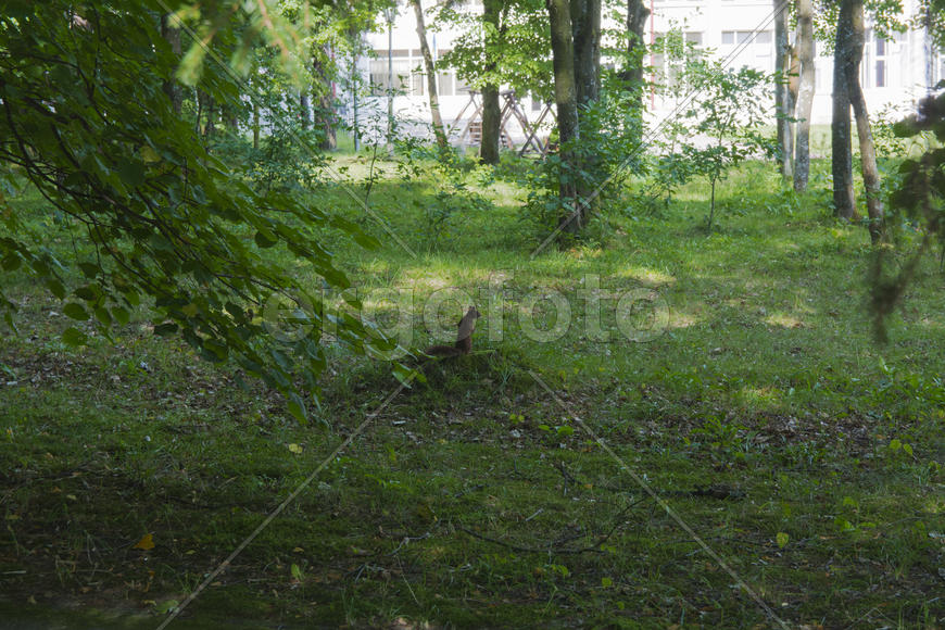 Squirrel on the nature of the sanatorium in the city of Lviv