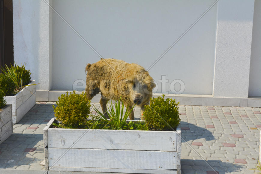 Домашняя свинья обросшая шерстью 