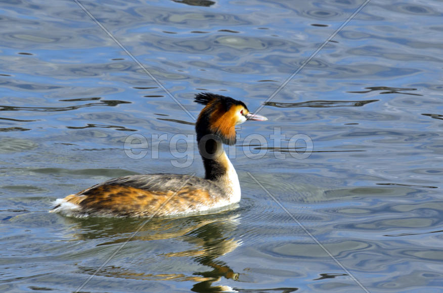 Duck. Various color of plumage. Birds medium and small size with a relatively short neck
