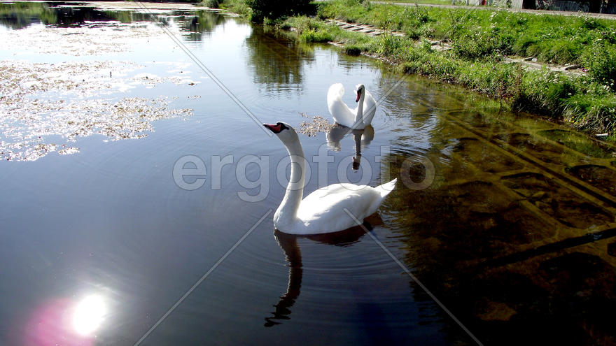 White swans on lake in Zhitomir. Ukraine. Magnificent fishing. Excellent rest