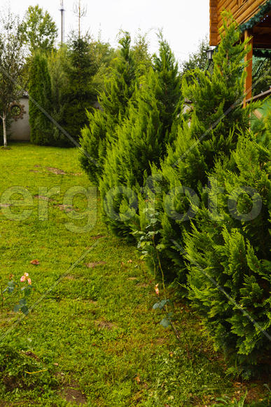 Ландшафтный дизайн частного сада. Молодые Туи в саду 