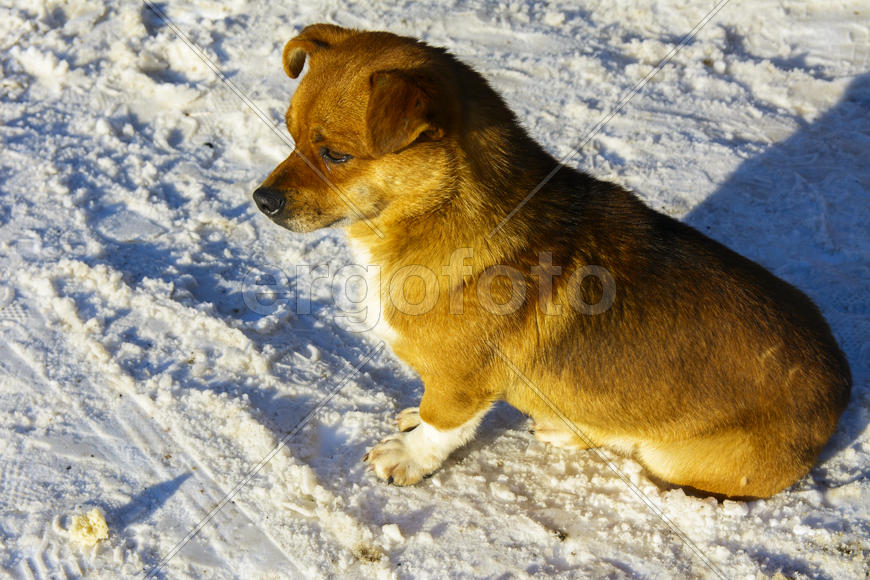 Небольшая замершая собака зимой 