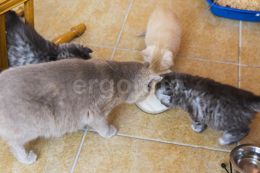 Kittens born in a private home. Beautiful color and good pedigree.