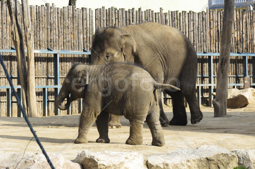 The elephant in the zoo. Big, big, strong animal. Safari object. Huge tusks