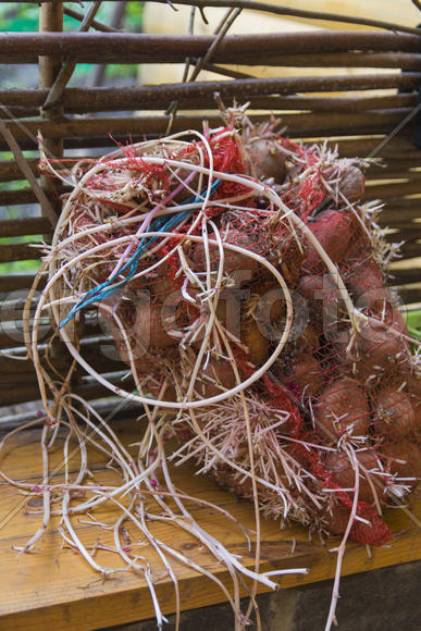 Sprouted potatoes in the spring in the grid