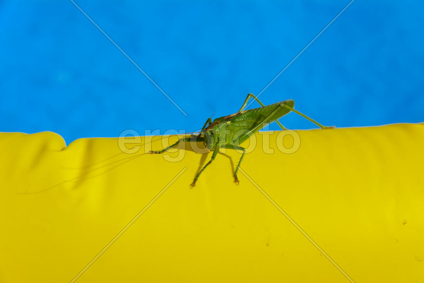 Green locust on the edge of the children's pool.