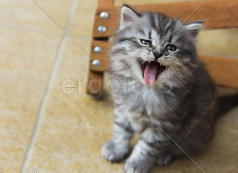 Kittens born in a private home. Beautiful color and good pedigree.