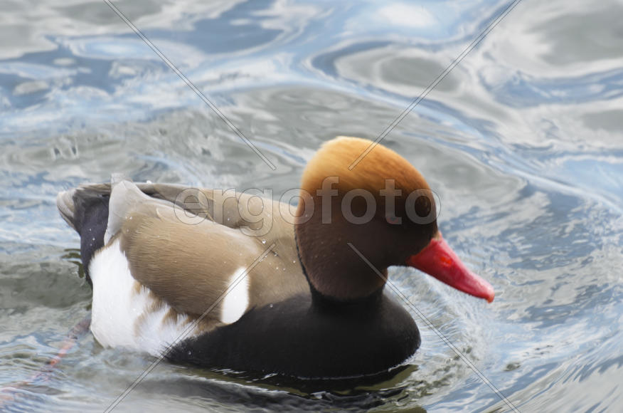 Duck. Various color of plumage. Birds medium and small size with a relatively short neck