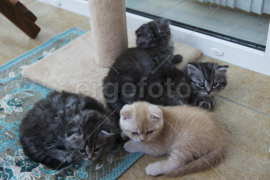 Kittens born in a private home. Beautiful color and good pedigree.