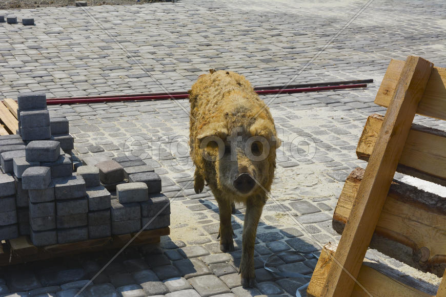 Домашняя свинья обросшая шерстью 