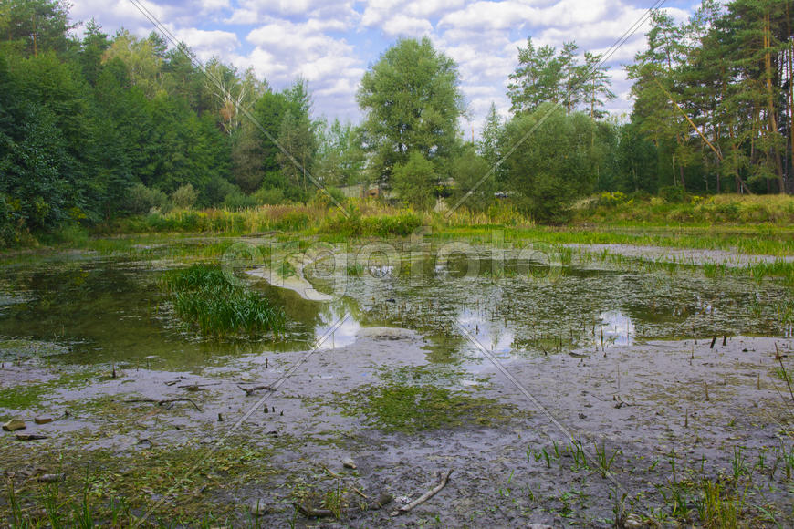 Small dry lake in the woods hot summer