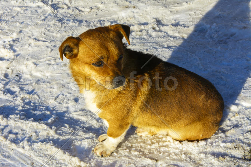 Небольшая замершая собака зимой 