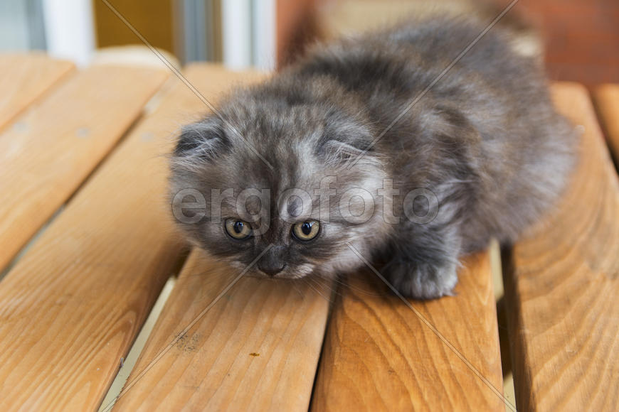 Kittens born in a private home. Beautiful color and good pedigree.