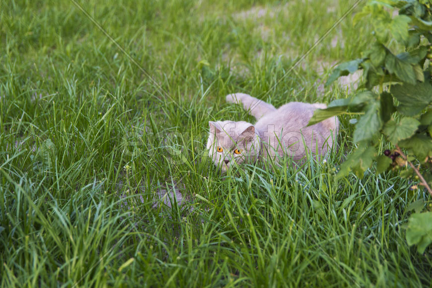 Adult cat gave birth to kittens. Beautiful color and good pedigree.