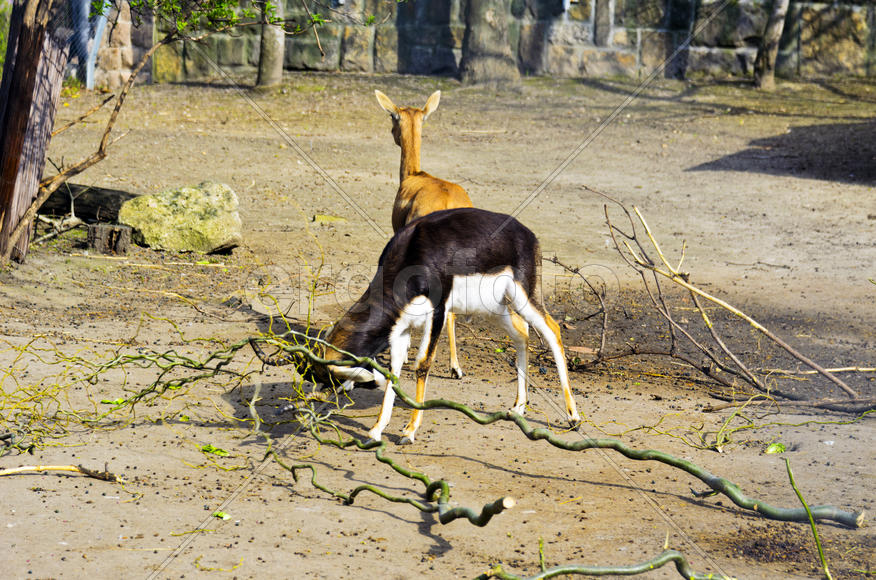 Horned antelope in a zoo. Herbivore with a beautifully curled horns. Most running speed and jumping