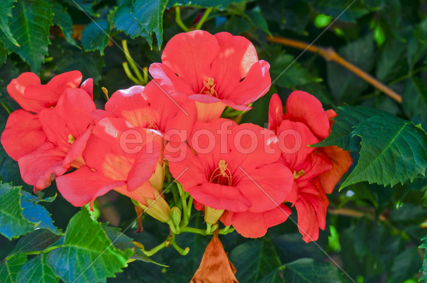 Flowers near the house. Admire the rising sun, blossoming flower, or the smell of the night violets