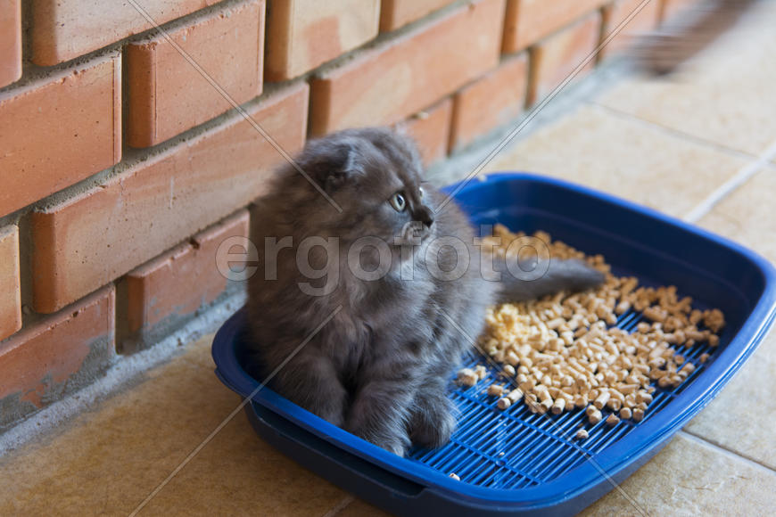 Kittens born in a private home. Beautiful color and good pedigree.