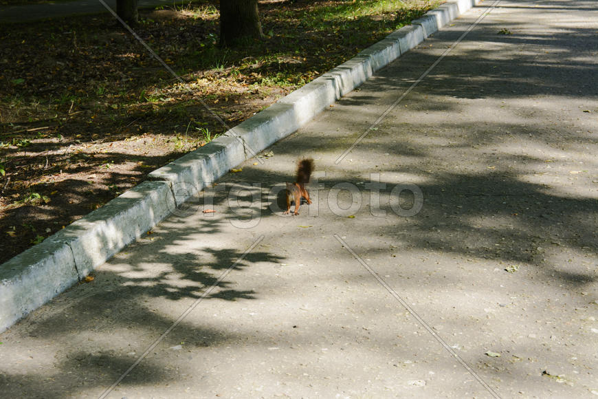 Squirrel on the nature of the sanatorium in the city of Lviv