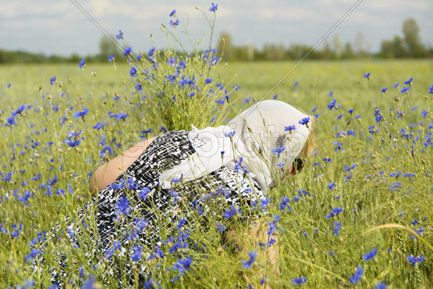 Woman collects cornflowers in the summer on the field.