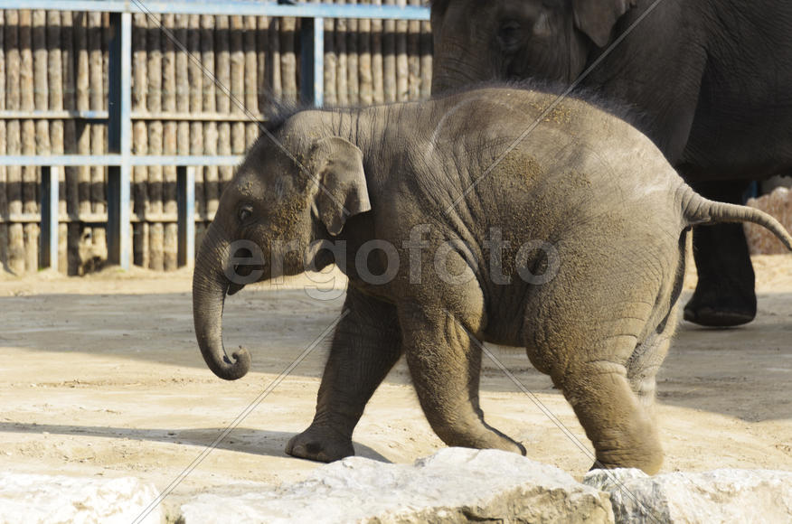 The elephant in the zoo. Big, big, strong animal. Safari object. Huge tusks