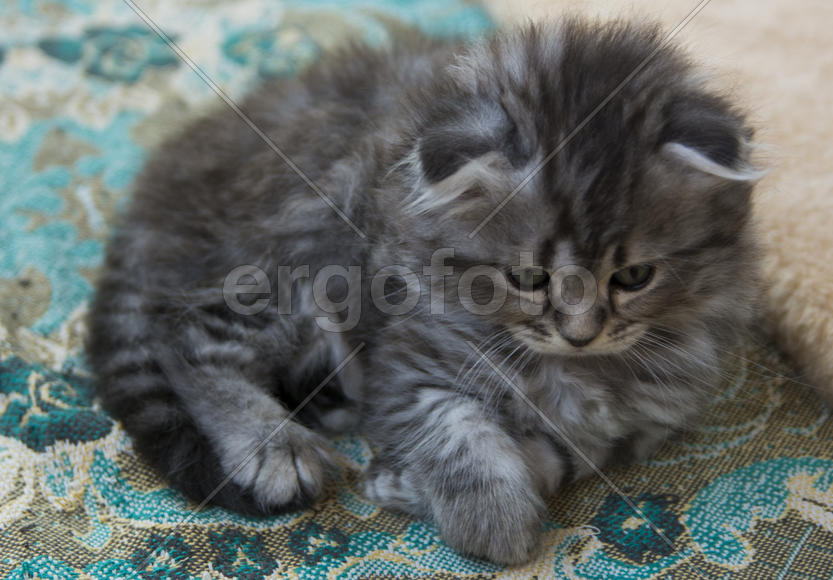 Kittens born in a private home. Beautiful color and good pedigree.