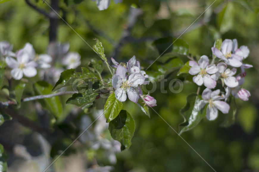 Bee pollinating flowers of apple trees in the home garden