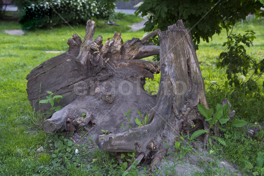 Remains of an old tree. Rotten old stump.